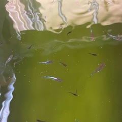 メダカ　レッドクリフ　５匹
の画像