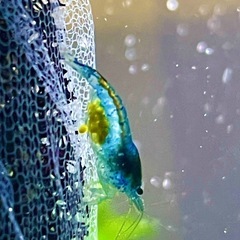 ブルーベルベット10匹1,000円 の画像