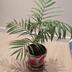 ランキングキーワードに紐づく投稿画像-観葉植物