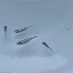 メダカ　幹之　５匹の画像