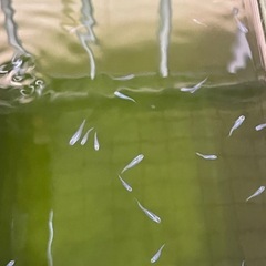 メダカ　深海　５匹の画像