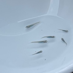 メダカ　深海　５匹の画像