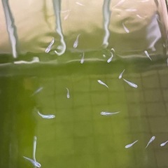 メダカ　深海　５匹の画像