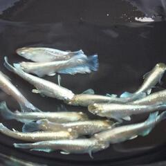 エメキンめだか　幼魚10匹の画像