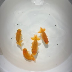 らんちゅう　2歳　当歳　無料にてお譲り致しますの画像
