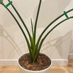 オーガスタ 7号 高さ95cm 観葉植物の画像
