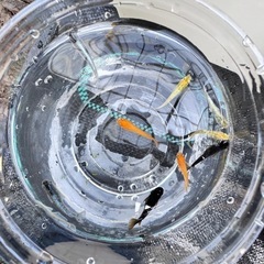 ミックスメダカ 20匹の画像