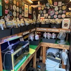 【五桜メダカ】 8月1日　横須賀めだか無人販売