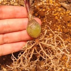 【観葉植物】レデボウリア・ソシアリス①の画像