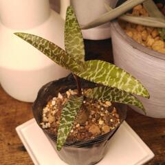 【観葉植物】レデボウリア・ソシアリス①の画像