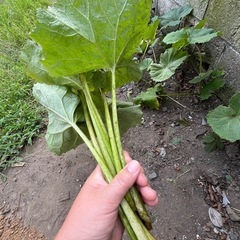 🥒🐒 野菜　いろいろの画像