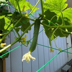 🥒🐒 野菜　いろいろの画像