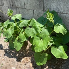 🥒🐒 野菜　いろいろの画像