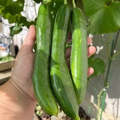 🥒🐒 野菜　いろいろの画像