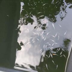 王華メダカの画像