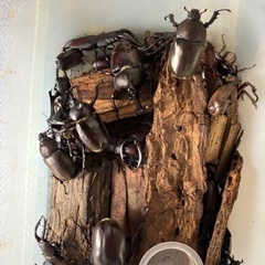 カブトやクワガタ各1匹100円、メス欲しい場合サービスしますの画像