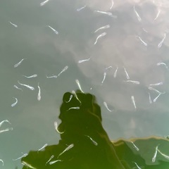 エメキン　メダカ
の画像