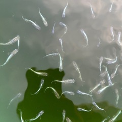 エメキン　メダカ
の画像