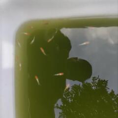 ダイアナ妃メダカの画像