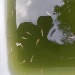 ダイアナ妃メダカの画像