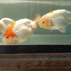 らんちゅう　親魚　金魚　サイズ17cm ・18cm が 2匹　蘭鋳　　　の画像