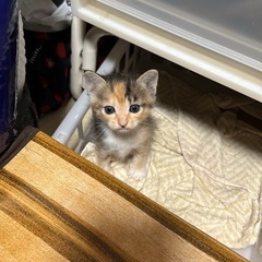 飼ってくれる方いませんか？至急お願いします