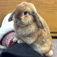 うさぎ
