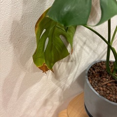 観葉植物　モンステラの画像
