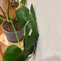 観葉植物　モンステラの画像