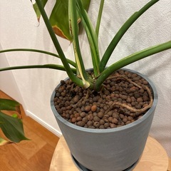 観葉植物　モンステラの画像