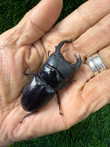 国産オオクワガタ)モザイク個体の出品です。