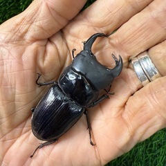 (国産オオクワガタ)モザイク個体の出品です。の画像