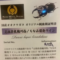 オオクワガタ新成虫♀2頭　奈良輪川西ちなみ爆発ライン　元木の画像