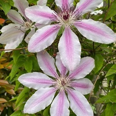 早春に咲く花の苗　アマリリス　他の画像