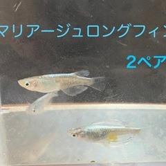 マリアージュロングフィン メダカ★今年産まれ若魚サイズ2ペアの画像