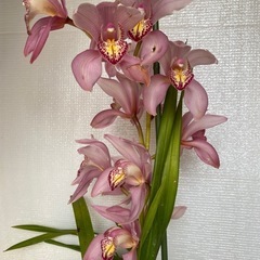 早春に咲く花の苗　アマリリス　他の画像