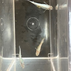 マリアージュロングフィン メダカ★今年産まれ若魚サイズ2ペアの画像