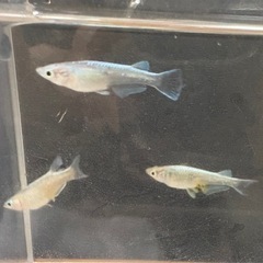 マリアージュロングフィン メダカ★今年産まれ若魚サイズ2ペアの画像