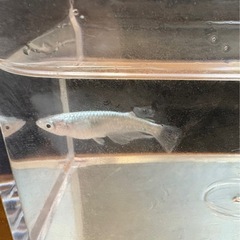 マリアージュロングフィン メダカ★今年産まれ若魚サイズ2ペアの画像