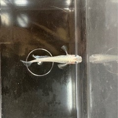マリアージュロングフィン メダカ★今年産まれ若魚サイズ2ペアの画像
