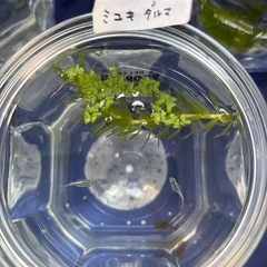 めだか無人販売　8月23日(土)・24日(日)ダルマメダカ　多種多数　プリプリのダルマMIX出します　お盆セールのお値段据え置き(一部例外あり) の画像