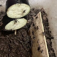 スズムシ　鈴虫　
成虫　　　の画像