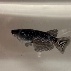 曜変天目の画像