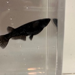 曜変天目の画像