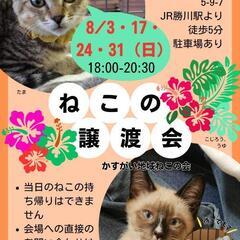 8月も夜の譲渡会！《4》