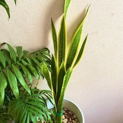 アレカヤシとサンスベリアのセット（植木鉢と土付き②の画像