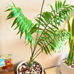 アレカヤシとサンスベリアのセット（植木鉢と土付き②の画像