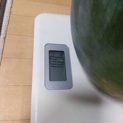 大玉スイカ10.9キロの画像