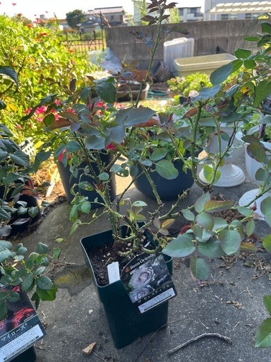 ロサオリエンティス接木大苗6鉢まとめ売り！！※引き取りのみ　ザセレスティアル、リリエンタールなど