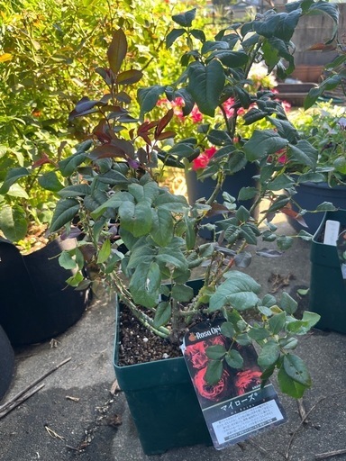 ロサオリエンティス接木大苗6鉢まとめ売り！！※引き取りのみ ザ